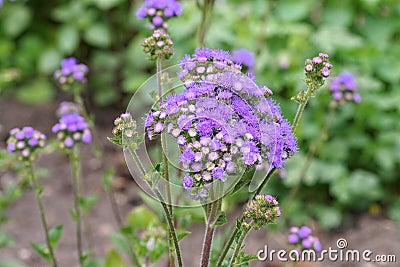 Flossflower, a blue wildflower Stock Photo