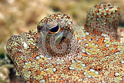 Flounder Eye Stock Photo