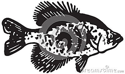 Flounder Fish Stock Photo