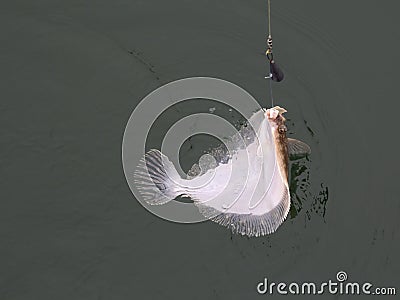 Flounder hanging on the hook while fishing Stock Photo