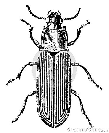 Flour Beetle, vintage illustration Vector Illustration