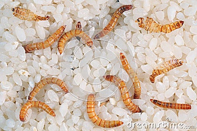 Flour worms. Meal worm as bait for fishing. Stock Photo