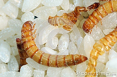 Flour worms. Rice infected flour worms Stock Photo