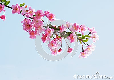 Flourish crab apple flowers Stock Photo