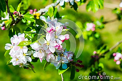 Flourish pink apple flowers on branch in park Stock Photo