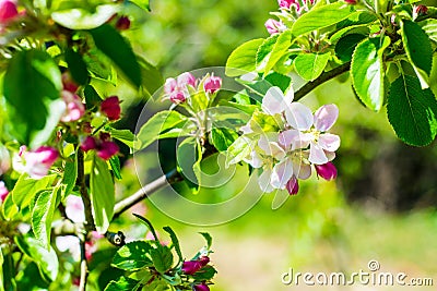 Flourish pink apple flowers on branch in park Stock Photo