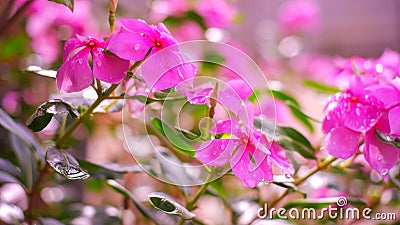 Flourish pink blossoms in the morning dew-filled in the backyard. Stock Photo