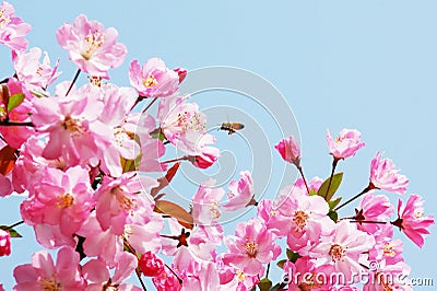 Flourish pink Chinese flowering crab apple flowers Stock Photo