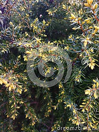 A flourishing little sapling spruce green Stock Photo