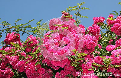 Flourishing pink rose bush, full bloom Stock Photo