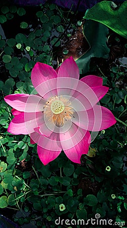 Flourishing Sacred lotus aquatic plant pink colour Stock Photo