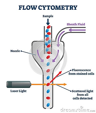 Flow cytometry vector illustration. Labeled measurement instrument scheme. Vector Illustration