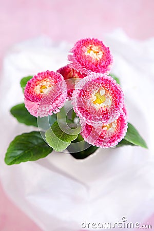 Flower Stock Photo