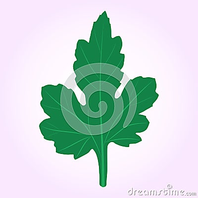 Green chrysanthemum leaf Vector Illustration