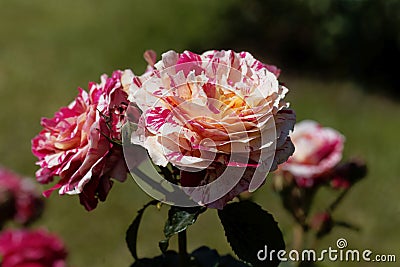 Flower of an Abracadabra rose Stock Photo