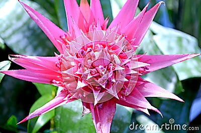 Flower Aechmea Stock Photo