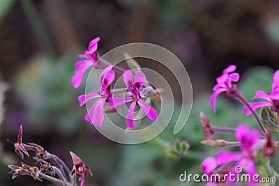 Flower of an African Geranium ,Pelargonium sidoides Stock Photo