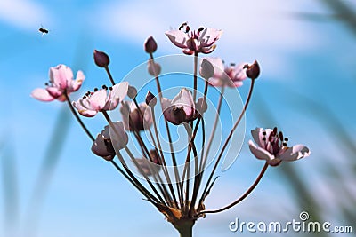 A flower against the sky. Butomus umbellatus is an umbellate flo Stock Photo