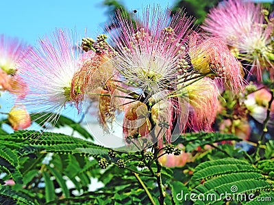 Flower Albizia julibrissin Stock Photo