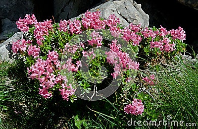 Flower in Allgauer Alpen , Germany Stock Photo