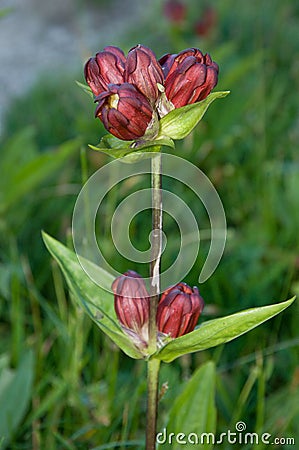 Flower in Allgauer Alpen , Germany Stock Photo