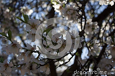 The flower of the almond tree. Stock Photo