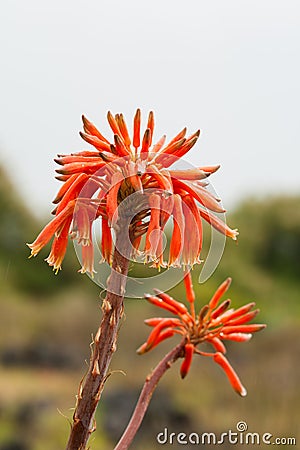Flower Aloe mitriformis Stock Photo