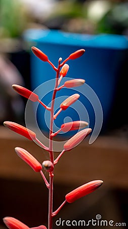 Flower of Aloe vera Donnie Stock Photo