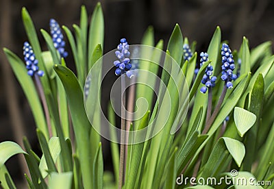 Flower. Amazing blue flower large green leaves. Small purple flowers. Stock Photo