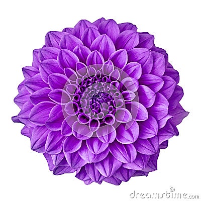 Flower amethyst purple dahlia isolated on white background with clipping path. Close-up. Stock Photo