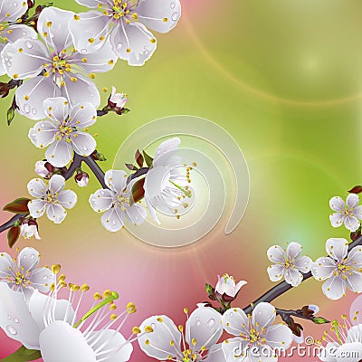 Flower apricot Vector Illustration