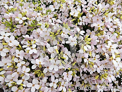 Flower arabis, cruciferous Stock Photo