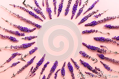 Flower arrangement, round frame and purple sage flowers on pastel rose background. Creative trendy layout. Top view, flat lay, Stock Photo