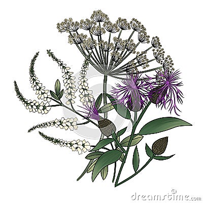 flower arrangement on white background with thistle, anise and sweet clover Stock Photo