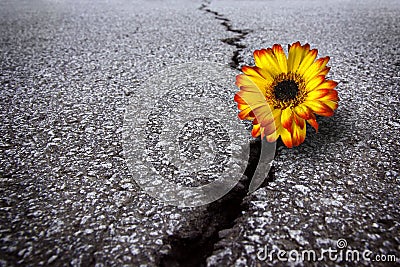 Flower in asphalt Stock Photo