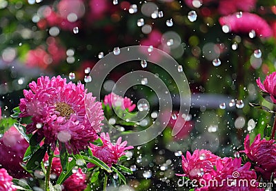 Flower asters in the rain Stock Photo