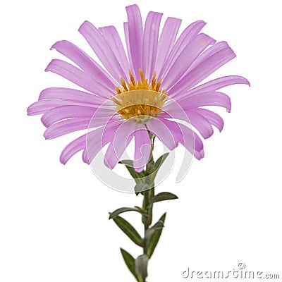 Flower of astra perennial undersized, isolated on a white background Stock Photo