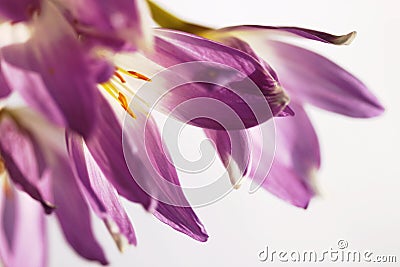 Flower background from autumn saffron Stock Photo