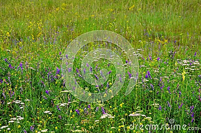 Flower background. Blooming meadow in summer. Motley grass. Stock Photo