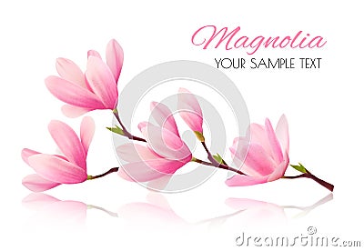 Flower background with blossom branch of pink magnolia. Vector Illustration