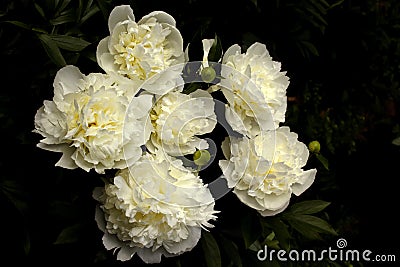 Flower background.A bouquet of light yellow peonies Stock Photo