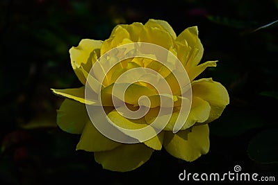 Yellow rose macro black background Stock Photo