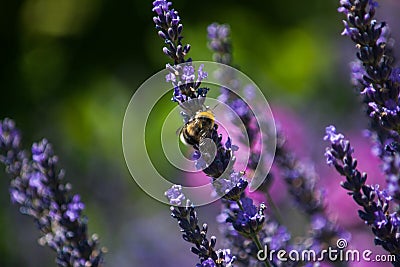 Flower background. lavender flowers in the sunrise. flower fields Stock Photo