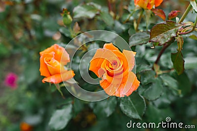 Flower background of orange flowers marigolds in the garden in summer Stock Photo