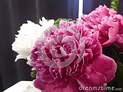 Flower background with peonies, bouquet of peonies Stock Photo