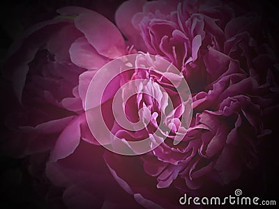 Flower background with peonies, bouquet of peonies Stock Photo