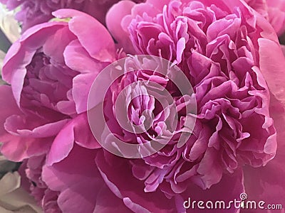 Flower background with peonies, bouquet of peonies Stock Photo