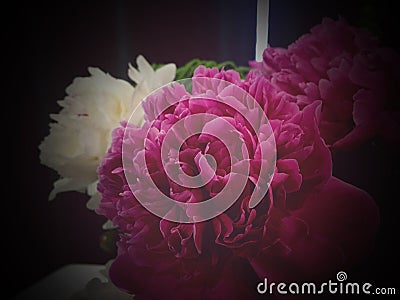 Flower background with peonies, bouquet of peonies Stock Photo