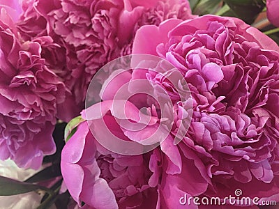 Flower background with peonies, bouquet of peonies Stock Photo