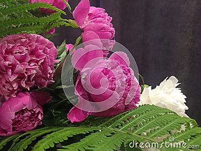 Flower background with peonies, bouquet of peonies Stock Photo